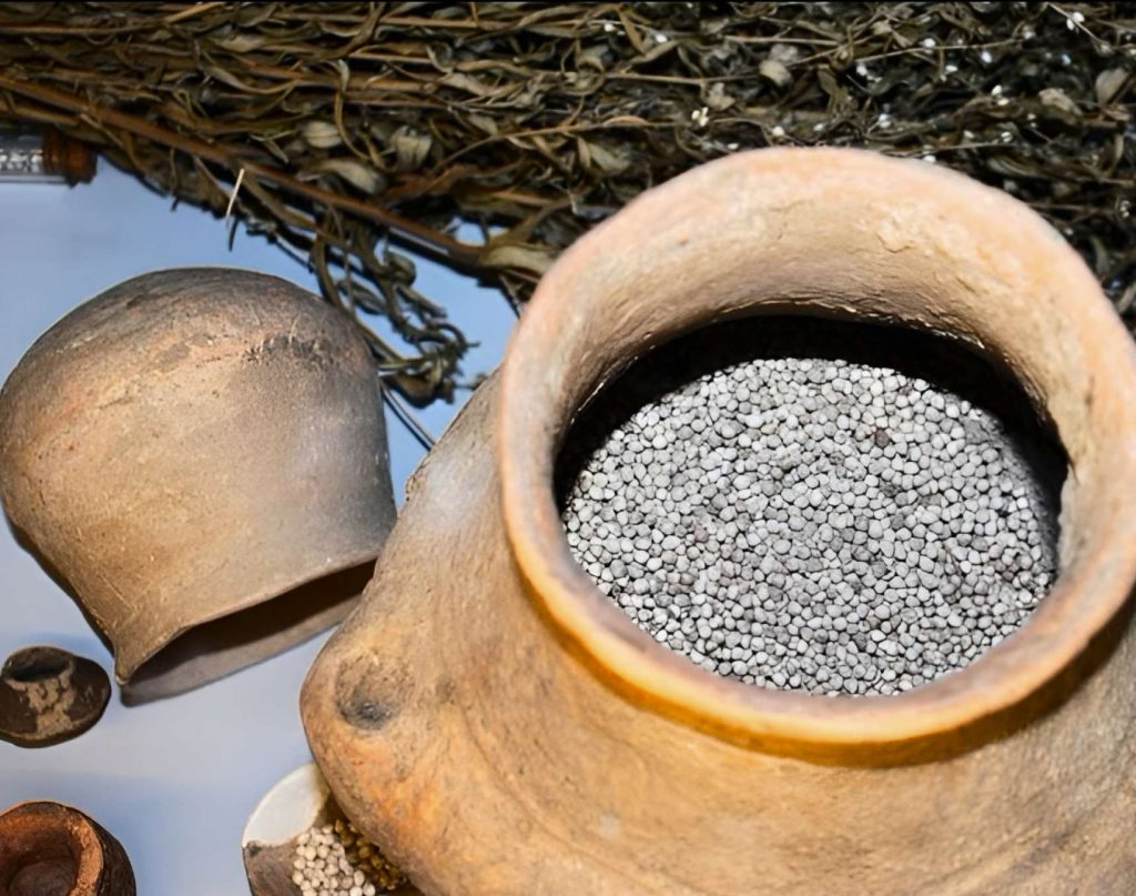 Oldest cultivated grain in Europe found in a sealed clay pot in Legedzyne, Ukraine, over 6000 years old — archaeological proof of early agriculture on Ukrainian territory.